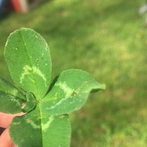 Meet your Posher, Pamela